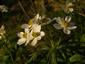 Kvitnúca Anemone narcissiflora na lokalite